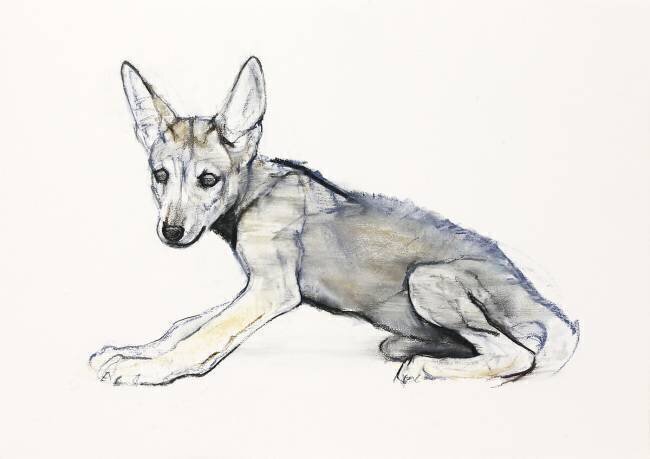 Adolescent Arabian Wolf Pup Mark Adlington