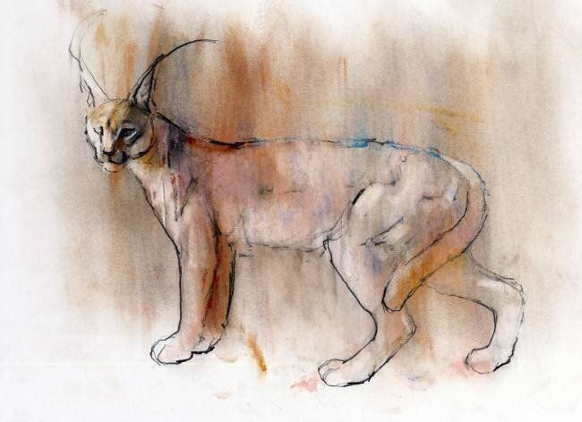 Arabian Caracal Mark Adlington