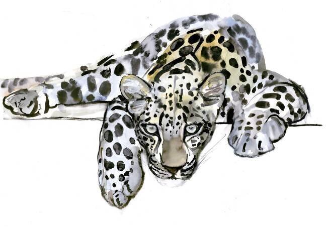 Arabian Leopard Mark Adlington