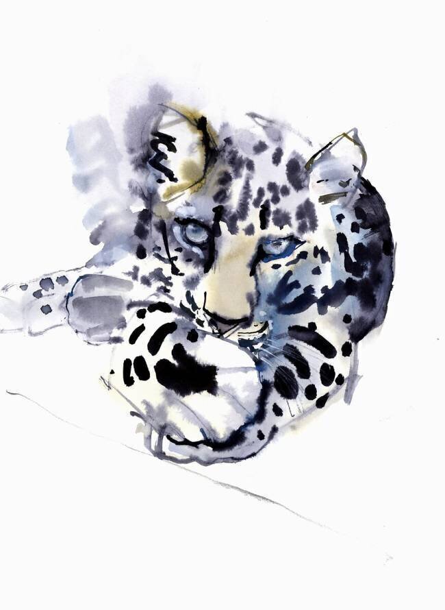 Arabian Leopard Mark Adlington