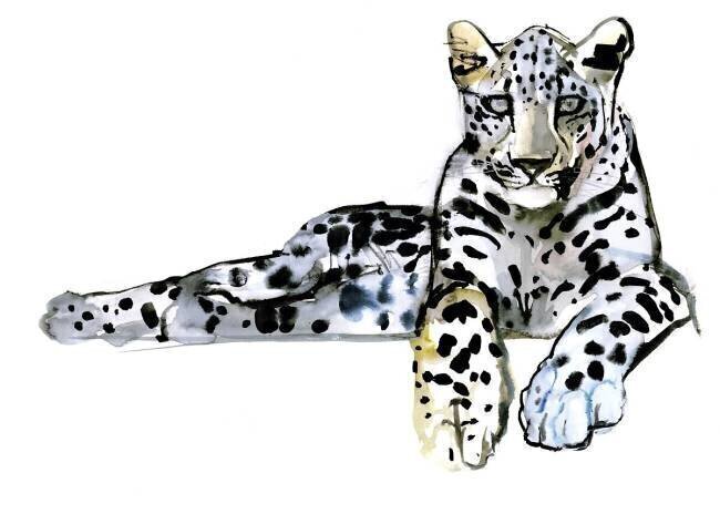 Arabian Leopard Mark Adlington
