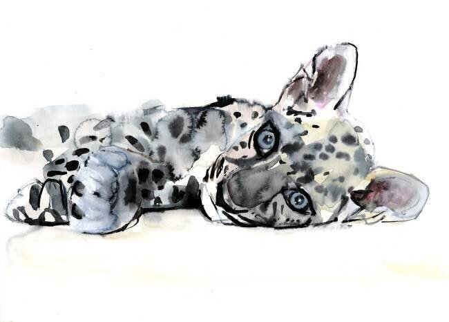 Arabian Leopard Cub Mark Adlington
