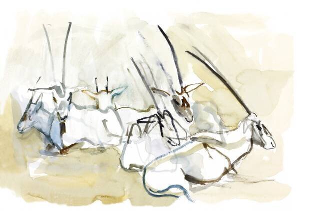 Arabian Oryx Mark Adlington