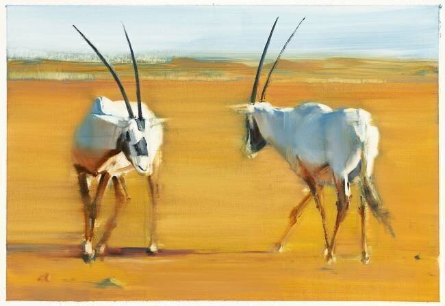 Circling Arabian Oryx Mark Adlington