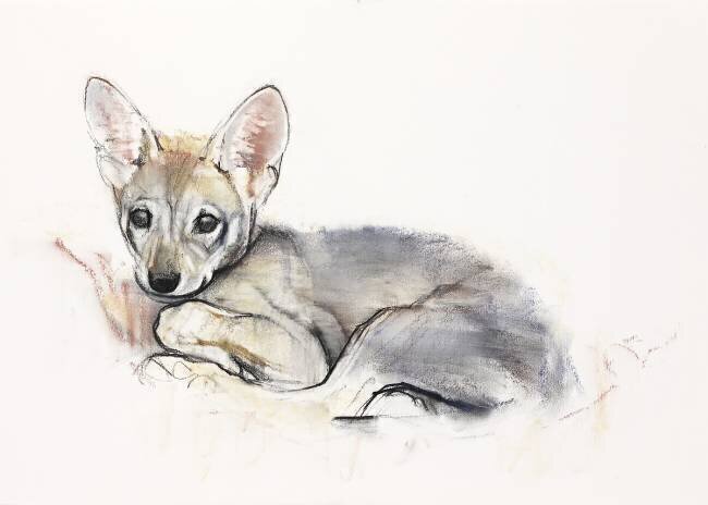 Curled Arabian Wolf Pup Mark Adlington
