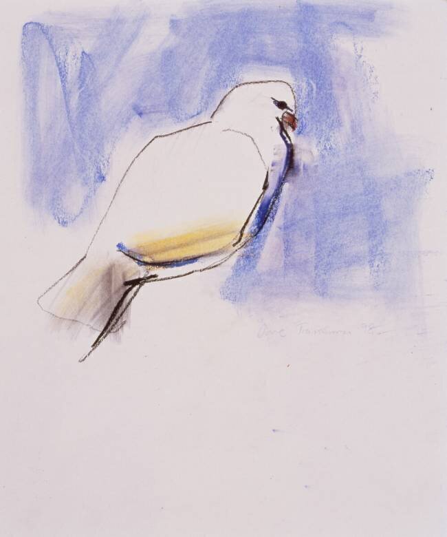 Dove Mark Adlington