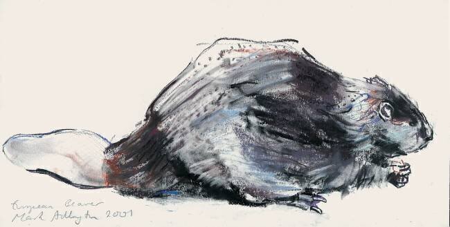 European Beaver Mark Adlington