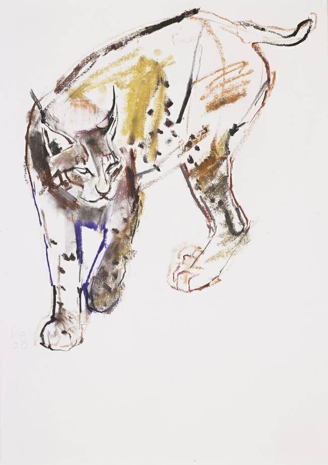 European Lynx Mark Adlington