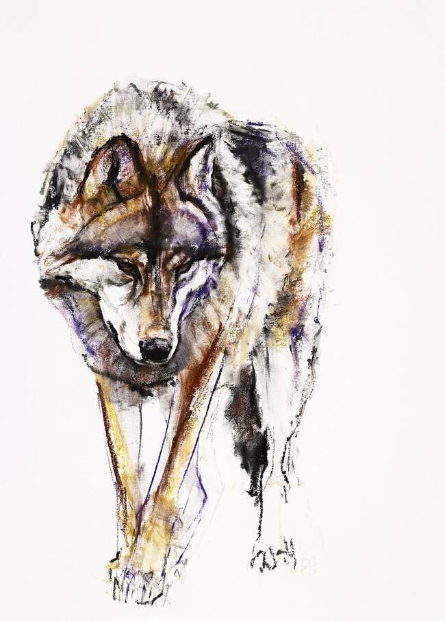 European Wolf Mark Adlington