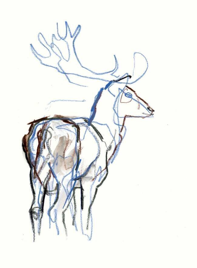Fallow Buck Mark Adlington