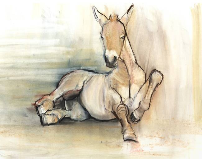 Foal Mark Adlington