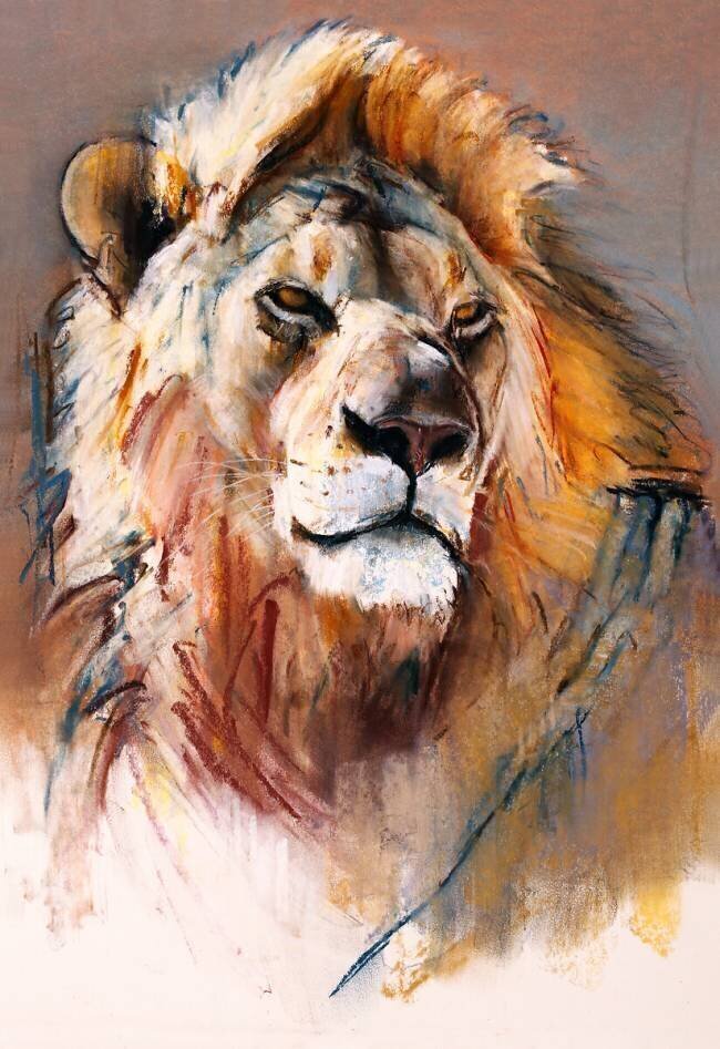 Gemsbok Lion Mark Adlington