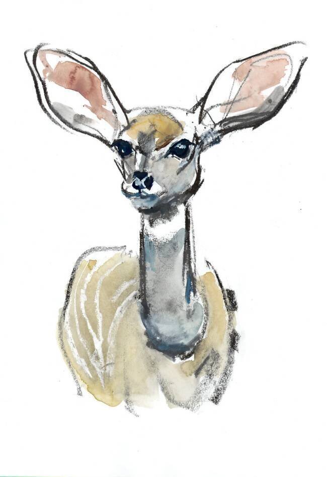 Kudu Fawn Mark Adlington