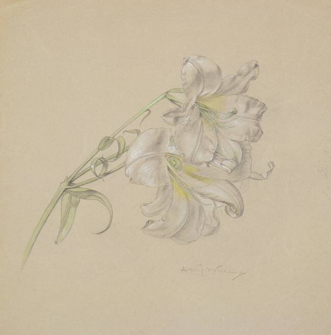 Lily Albert Williams