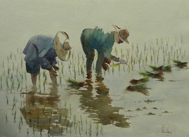 Plantation du riz Wilson Clive