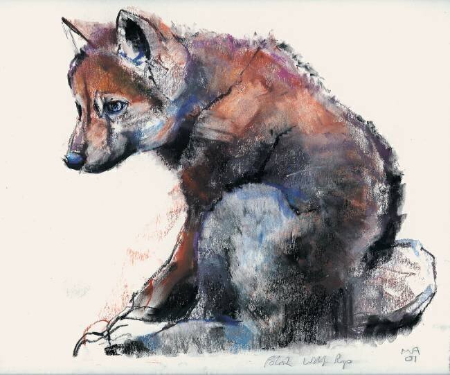 Polish Wolf Pup Mark Adlington