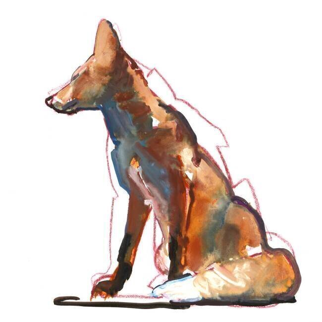 Pyramid fox Mark Adlington