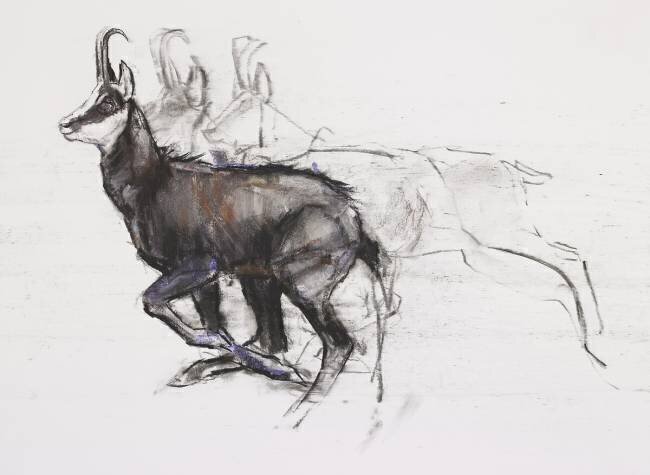 Running Chamois Mark Adlington