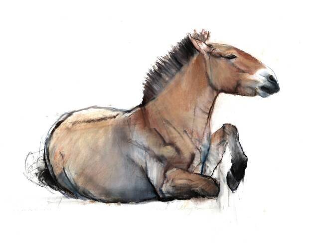 Seated Przewalski Mark Adlington