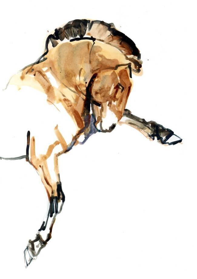 Stallion Mark Adlington