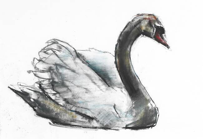Swan Mark Adlington