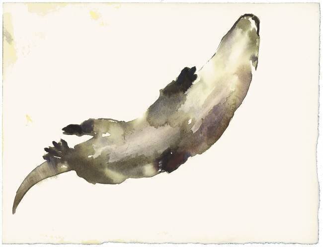 Swimming Above Mark Adlington