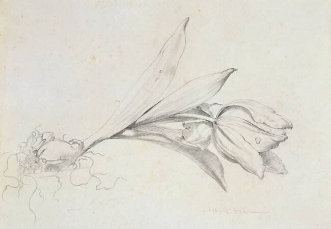 Tulip Albert Williams