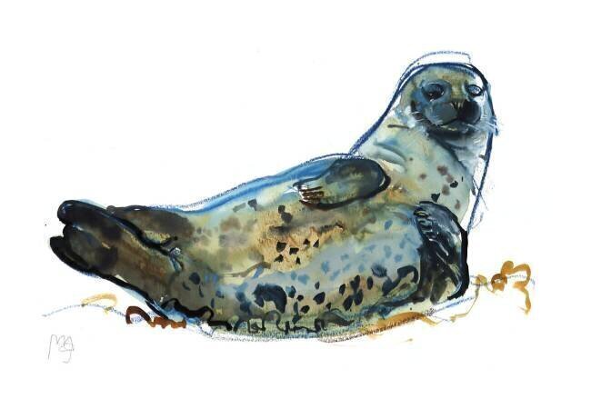 Westcove seal Mark Adlington