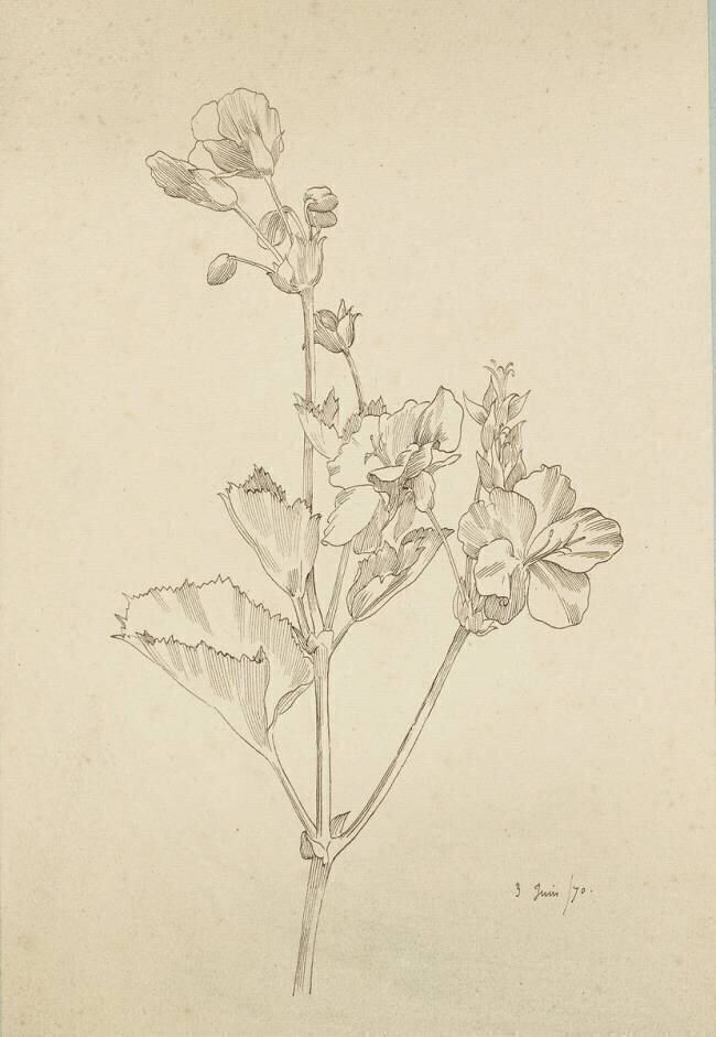 études de pelagonium Claudius Popelin-Ducarre