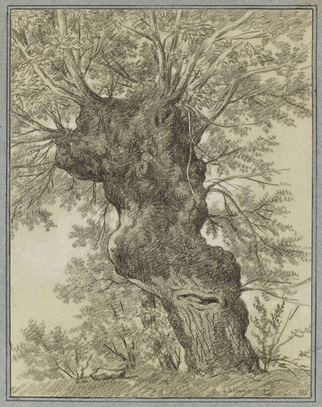 Etude d'un vieil arbre au tronc difforme Pierre Henri de Valenciennes