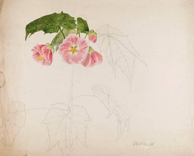 Abutilon Emile Gallé