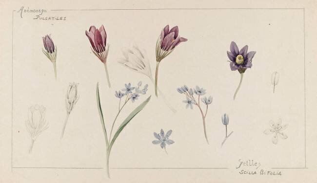 Anémones et scilles Emile Gallé