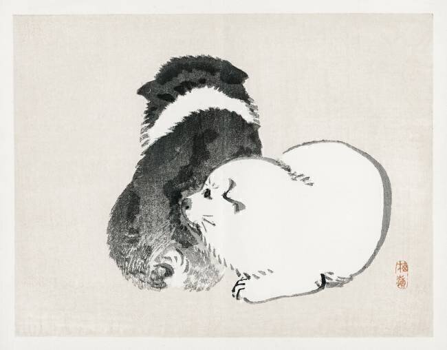 Black and white puppies Kono Barei