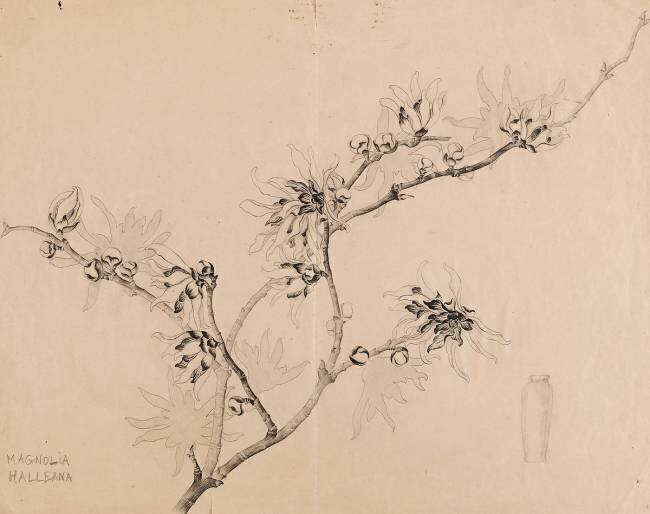 Branche de magnolia en fleurs pour un vase haut à collerette Emile Gallé
