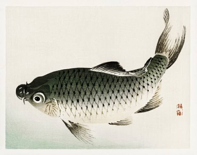 Carp Kono Barei