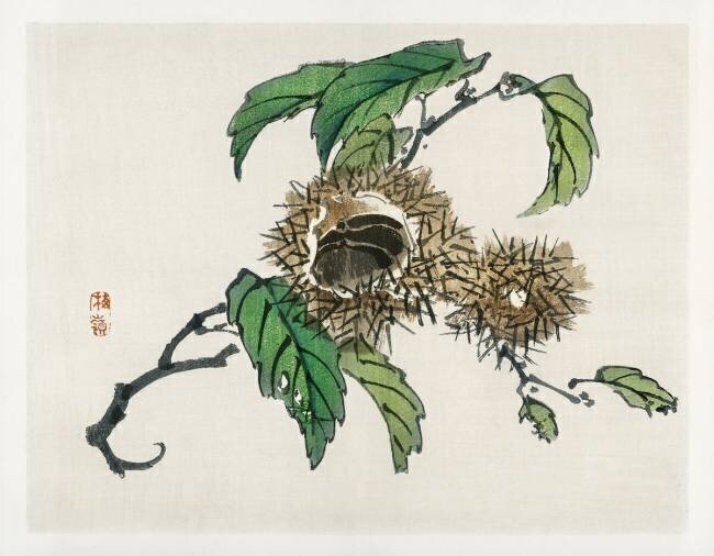 Chestnut Kono Barei