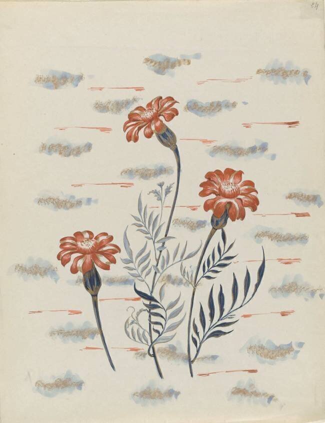 Chrysanthèmes Louis Hestaux