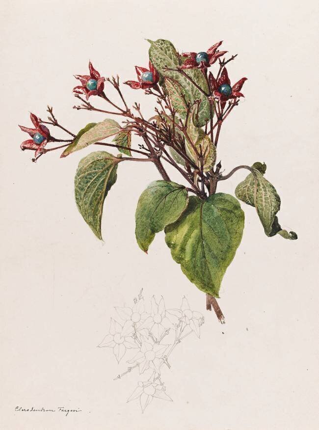 Clérodendron Fargesi Emile Gallé