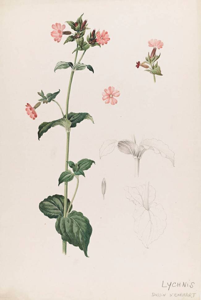 Compagnon rouge - Lychnis Emile Gallé