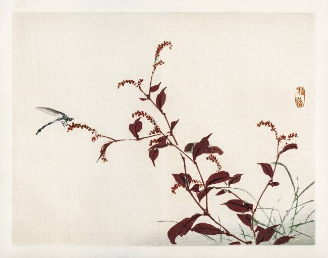 Dragonfly Kono Barei