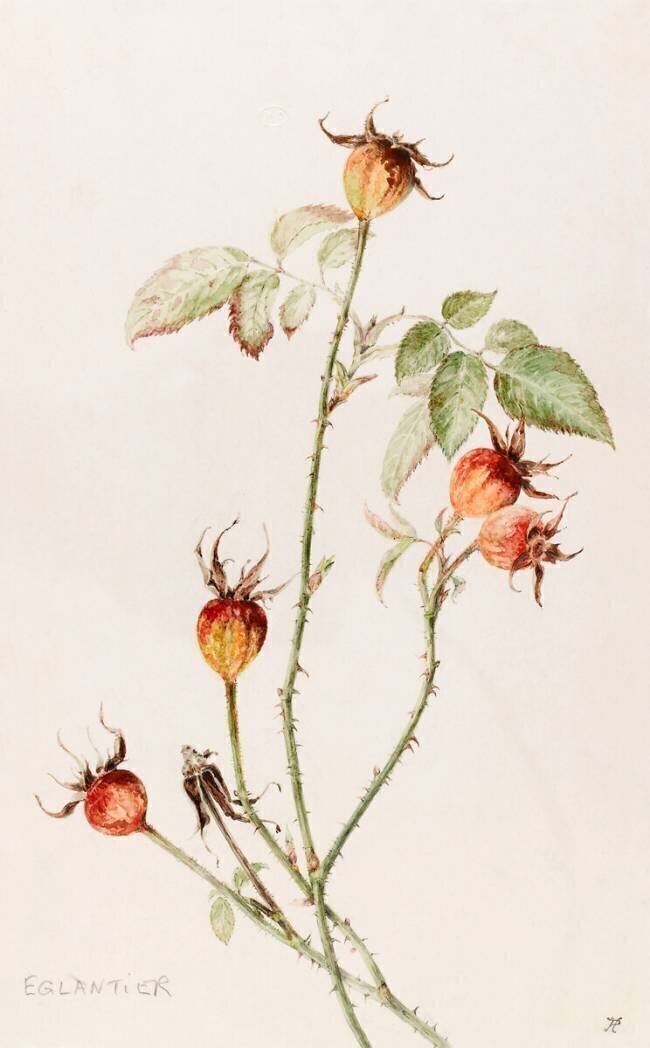 Eglantier - Rosa Emile Gallé