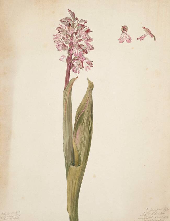 Etude d'orchidée Emile Gallé