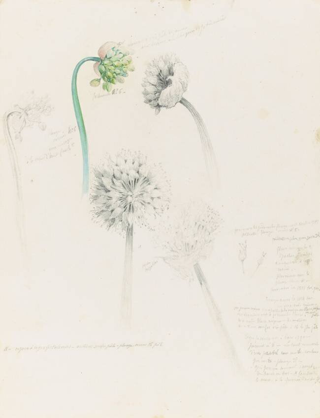 Fleurs d'ail Emile Gallé