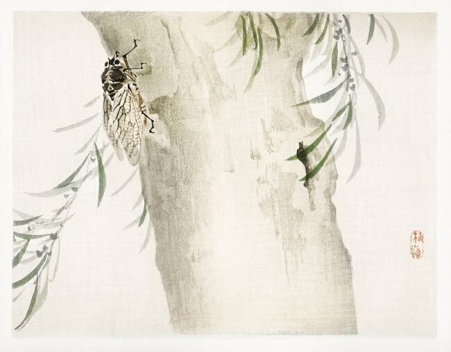 Insect Kono Barei