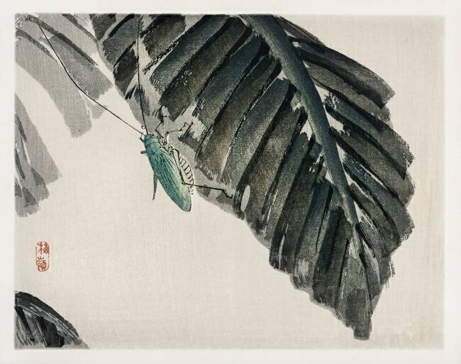 Insect on leaves Kono Barei