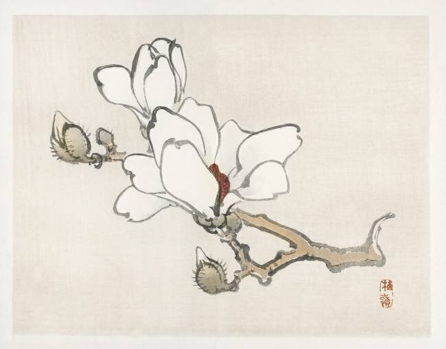 Magnolia Kono Barei