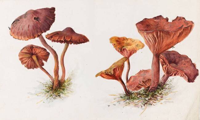 Mousserons et chanterelles Emile Gallé
