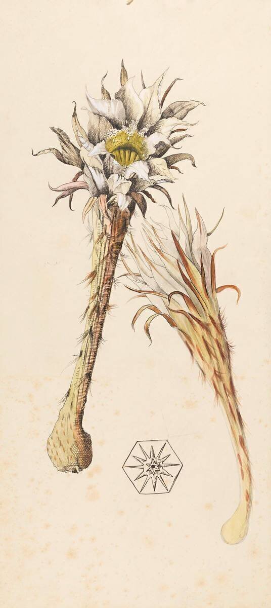 Plante de montagne (?) Emile Gallé