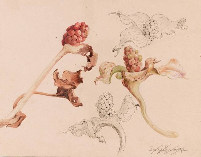 Saxifrage (?) Emile Gallé