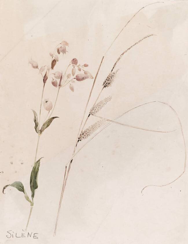 Silène Emile Gallé